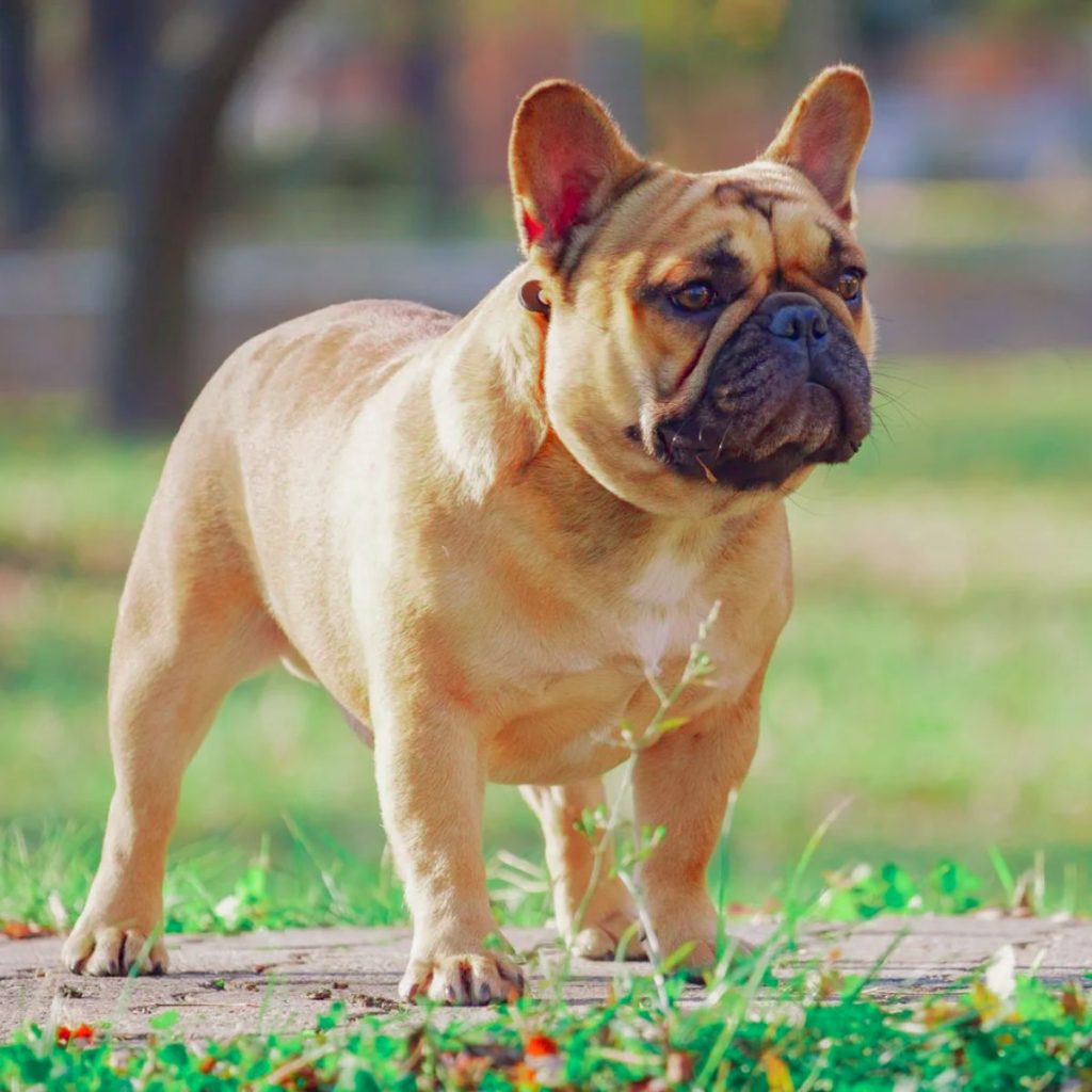 Healthy Joints Happy Life Preventing Arthritis in Frenchie