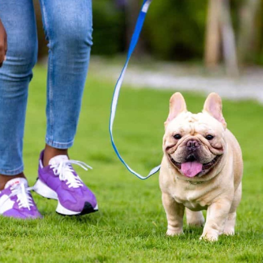 Housebreak Your Frenchie Proven Potty Training Methods