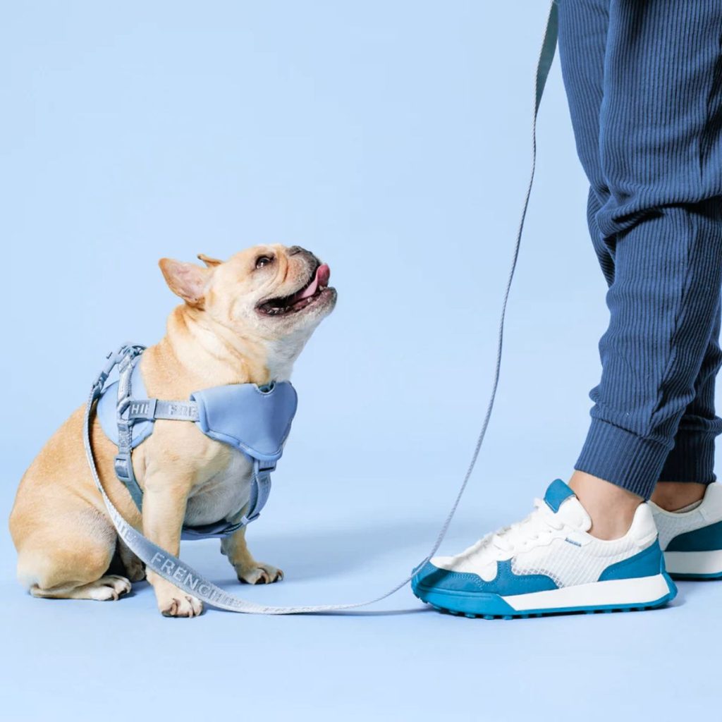 Leash Training Your Bulldog 10 Easy Steps