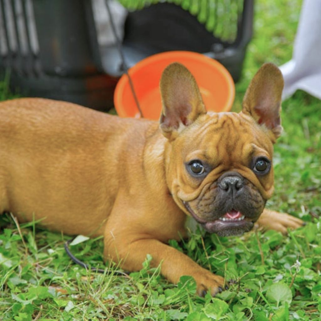 Raising a Happy Frenchie Key Traits and Fitness