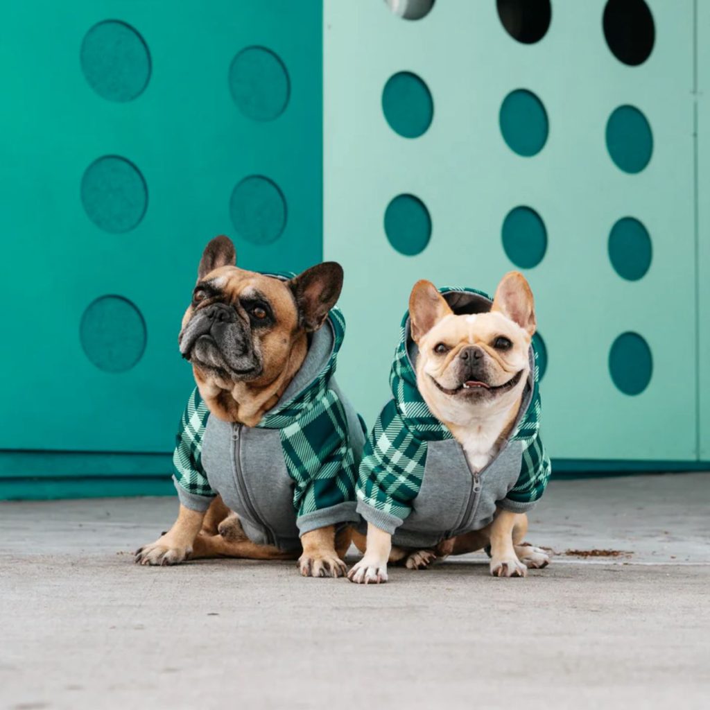 Socializing Fearful French Bulldogs A Step-by-Step Guide