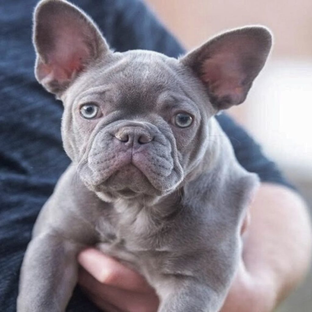 Unlock the Secrets of Your Frenchie's Unique Look