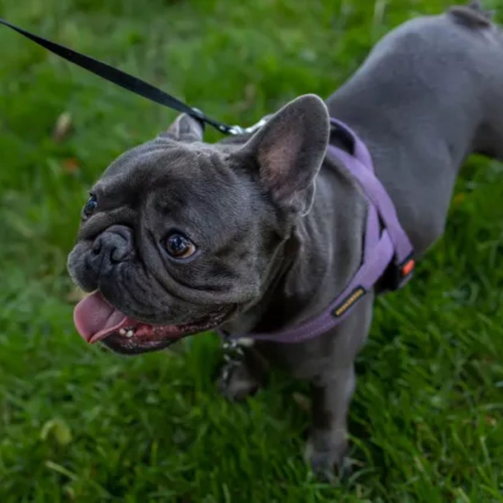 Why Do French Bulldogs Need Daily Exercise Routine