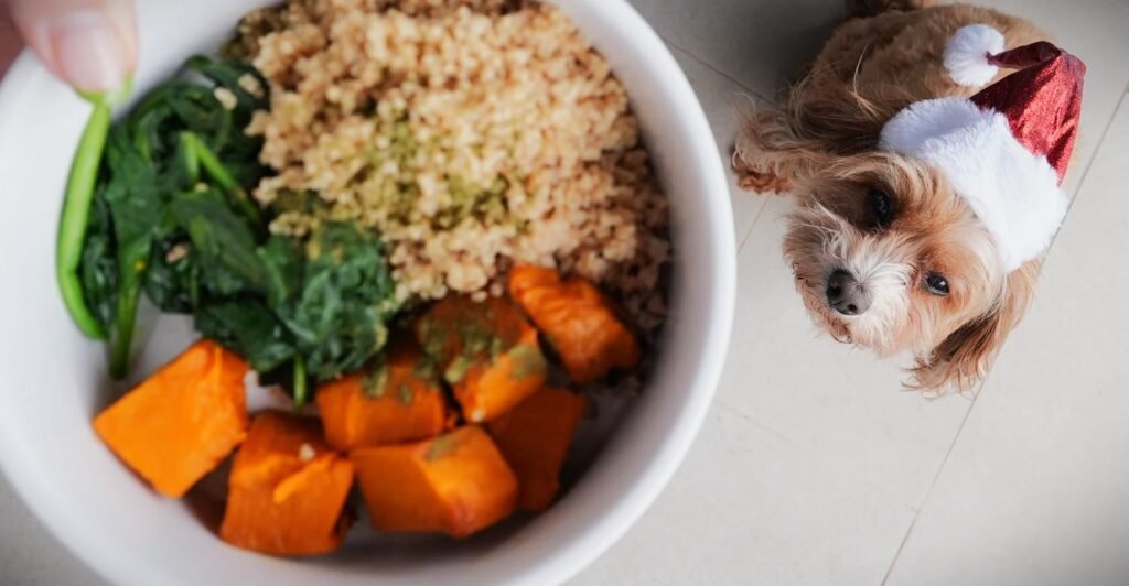 Turkey & Pumpkin Delight