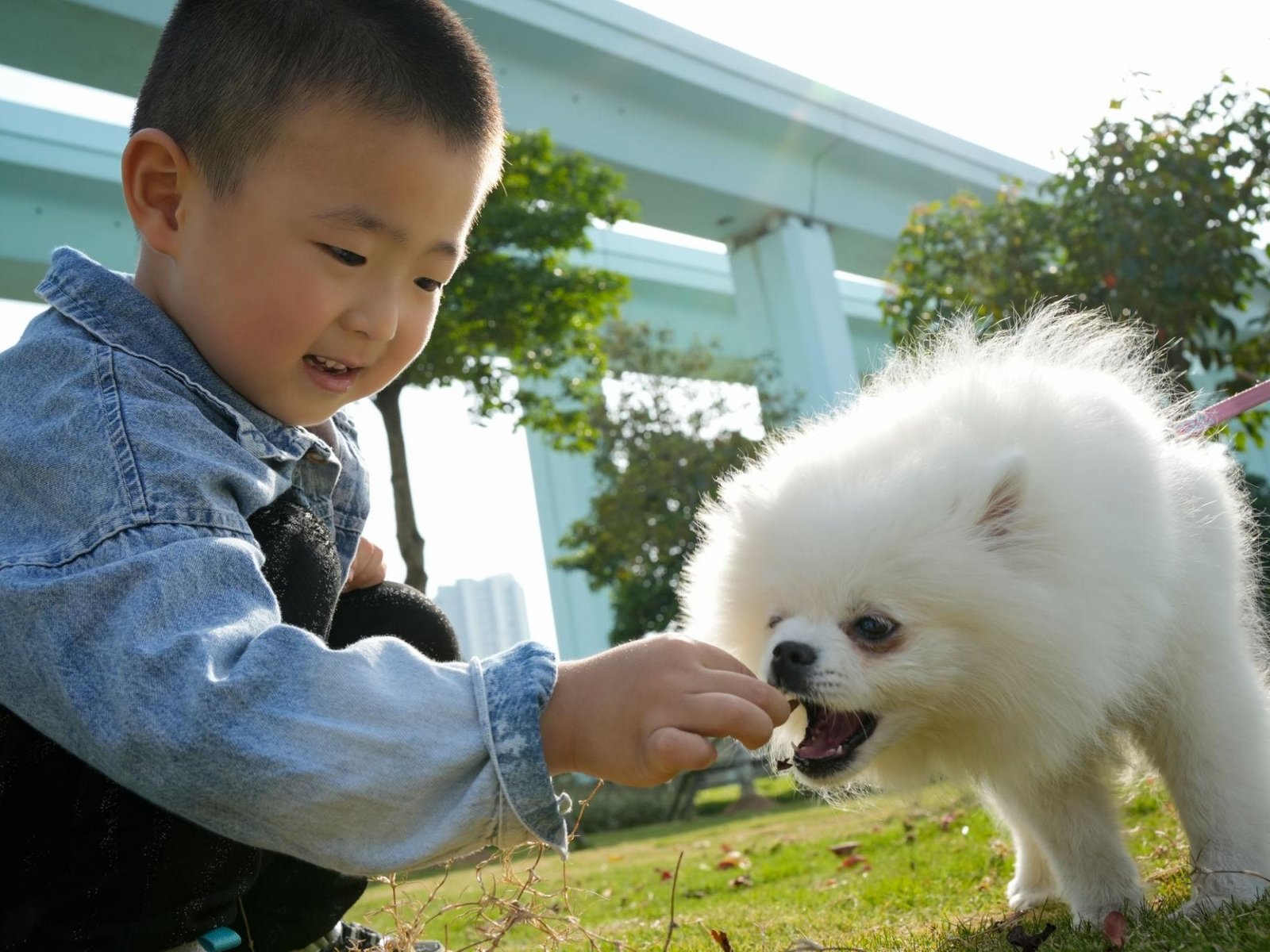 Pomeranian Training Tips for First-Time Ownerspomeranian