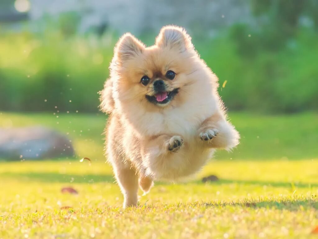 Understanding Pomeranian Behavior1