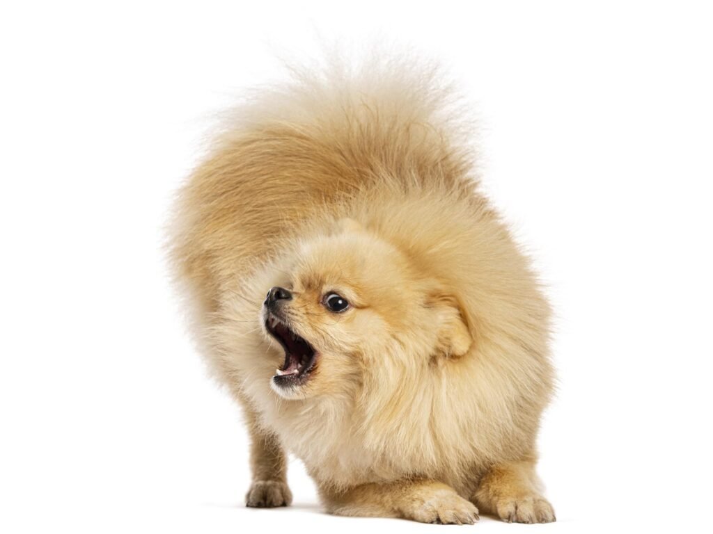 Understanding Pomeranian Behavior2